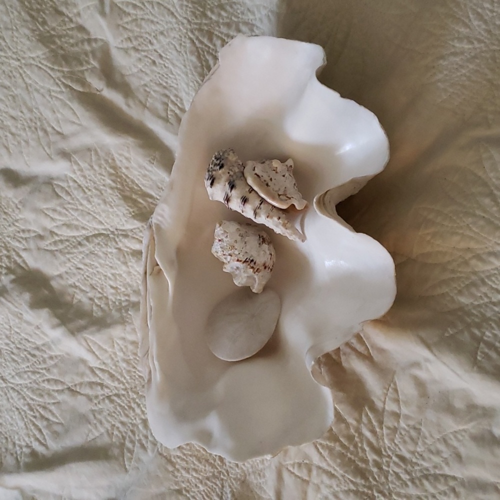 Large sea shell - Picture 2 of 4